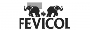 Fevicol